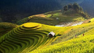 view of rice terraces